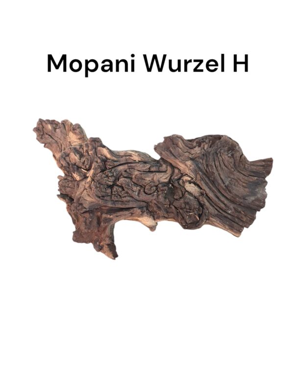 Mopaniwurzel H